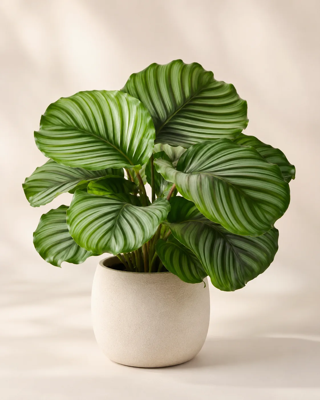Calathea Orbifolia