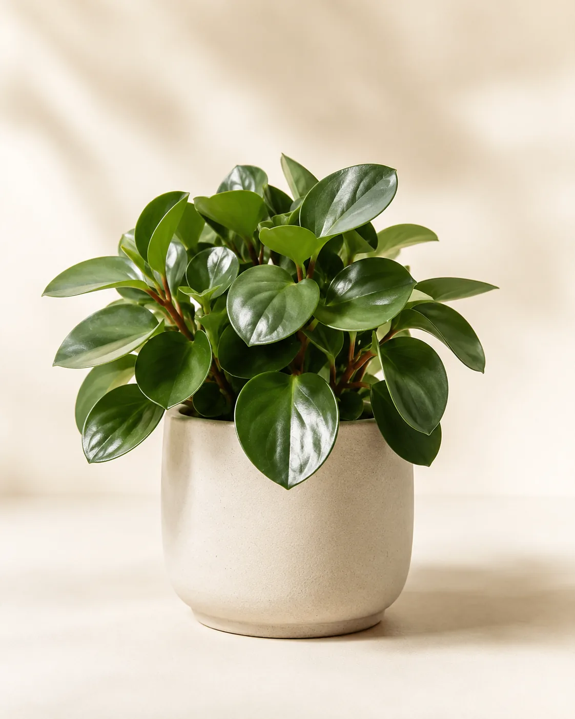 Peperomia