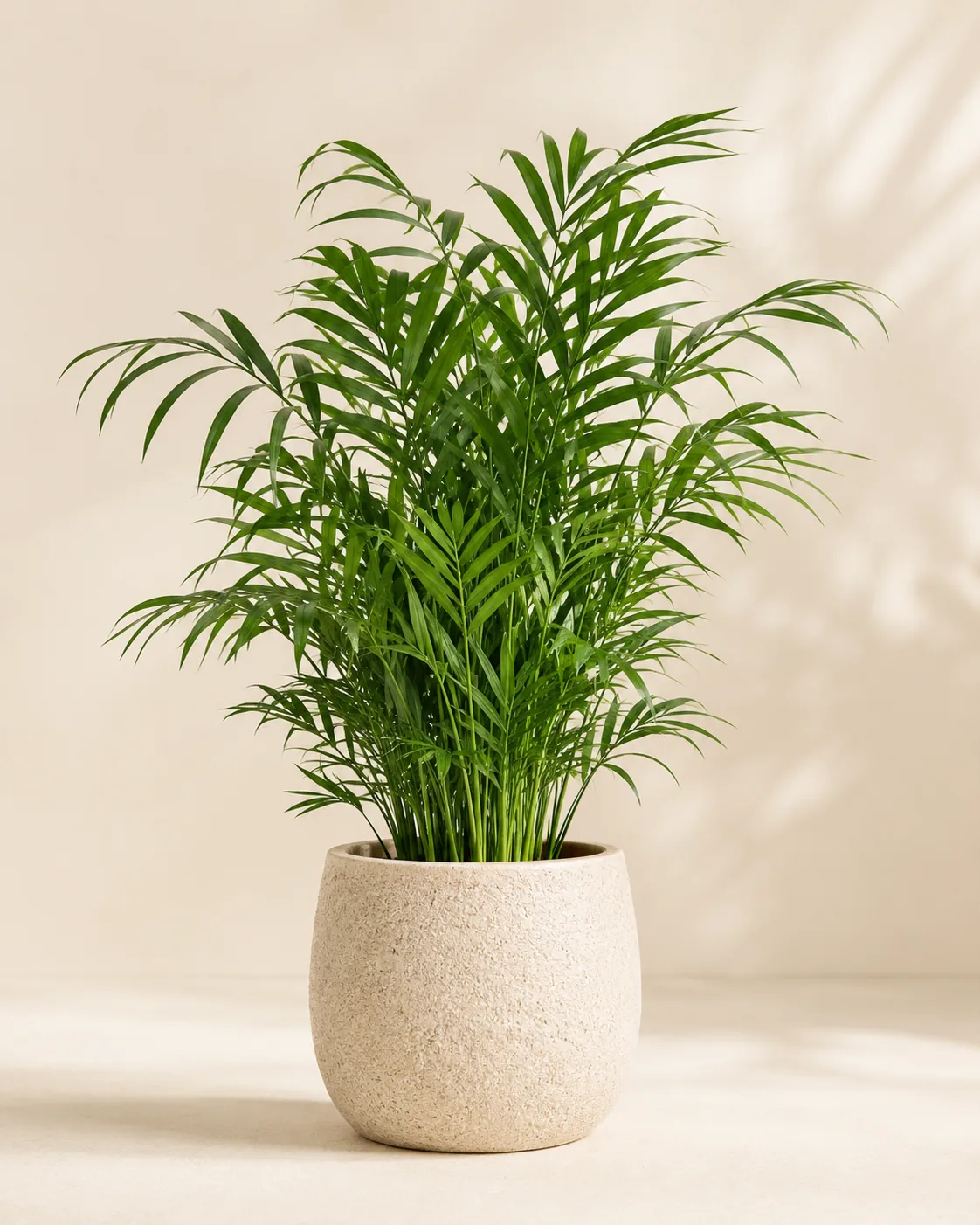 Parlor Palm